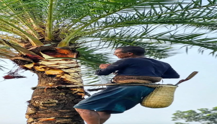 দুর্গাপুরে ব্যস্ত গাছিরা: শুরু হয়েছে শীতের আগমনে  খেজুরের রস সংগ্রহের উৎসব